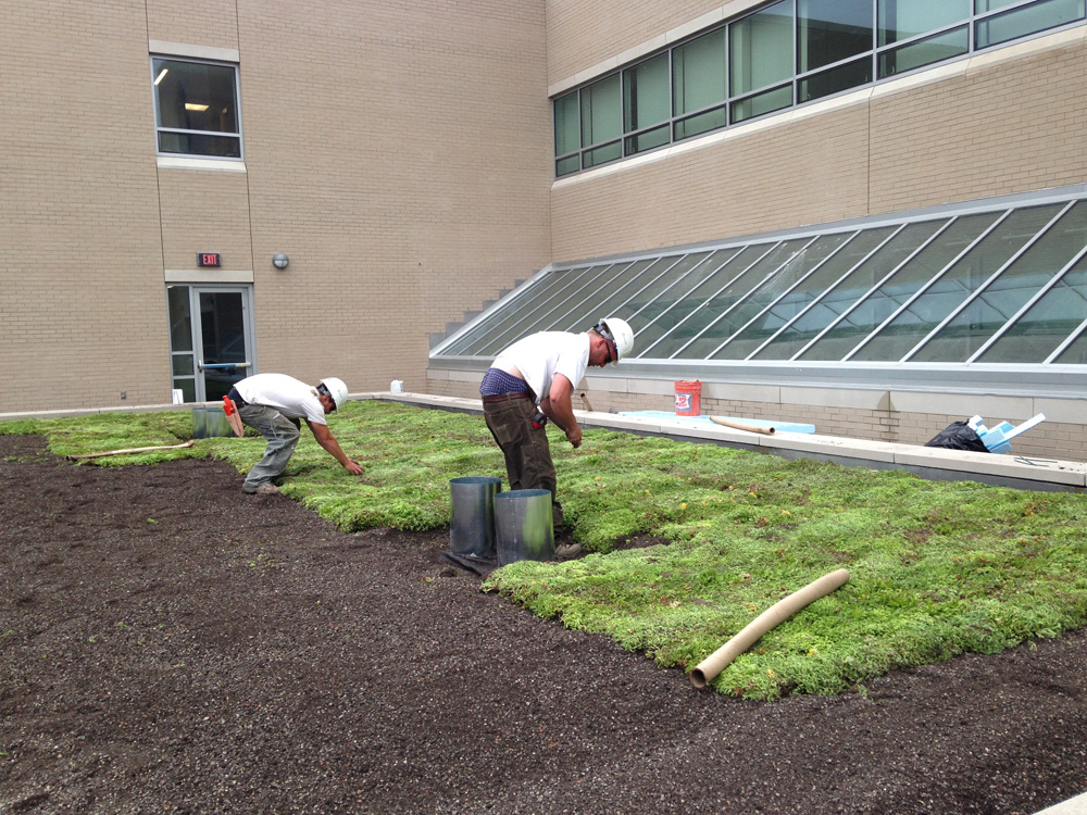 Picture of Roofmeadow-Certified Contractors: The Ultimate Green Roof Credential ...